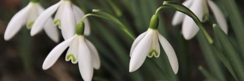 snowdrops